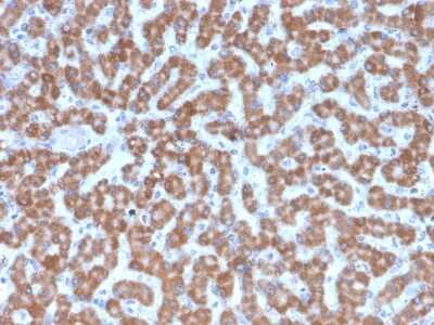 Immunohistochemistry-Paraffin: Prohibitin Antibody (PHB/3227) - Azide and BSA Free [NBP3-08336]
