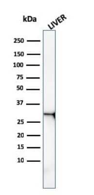 Western Blot: Prohibitin Antibody (PHB/3227)Azide and BSA Free [NBP3-08336]