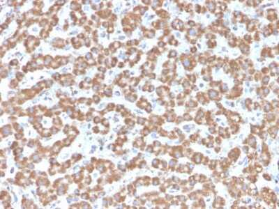 Immunohistochemistry-Paraffin: Prohibitin Antibody (PHB/3229) - Azide and BSA Free [NBP3-08533]