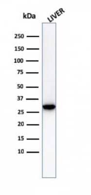 Western Blot: Prohibitin Antibody (PHB/3230) [NBP3-07817]