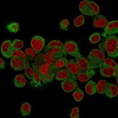 Immunocytochemistry/ Immunofluorescence: Prohibitin Antibody (PHB/3231) - Azide and BSA Free [NBP2-79879]