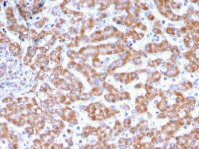 Immunohistochemistry-Paraffin: Prohibitin Antibody (PHB/3231) - Azide and BSA Free [NBP2-79879]