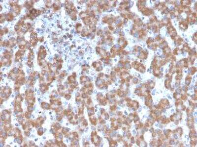Immunohistochemistry-Paraffin: Prohibitin Antibody (PHB/3231) - Azide and BSA Free [NBP2-79879]