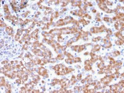 Immunohistochemistry-Paraffin: Prohibitin Antibody (PHB/3231) [NBP2-79744]