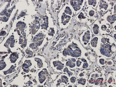 Immunohistochemistry-Paraffin: Prohibitin Antibody (S07-2G1) [NBP3-19909]