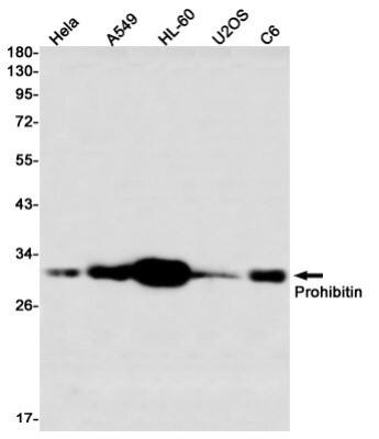 Western Blot: Prohibitin Antibody (S07-2G1) [NBP3-19909]