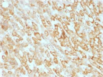 Immunohistochemistry-Paraffin: Prohibitin Antibody (SPM311) - Azide and BSA Free [NBP3-08722]