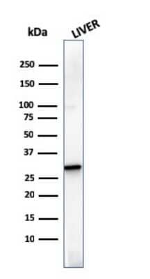 Western Blot: Prohibitin Antibody (SPM311)Azide and BSA Free [NBP3-08722]