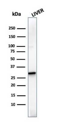 Western Blot: Prohibitin Antibody (SPM311) [NBP3-07832]