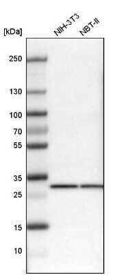 Western Blot: Prohibitin Antibody [NBP1-87283]