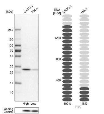 Western Blot: Prohibitin Antibody [NBP1-87283]