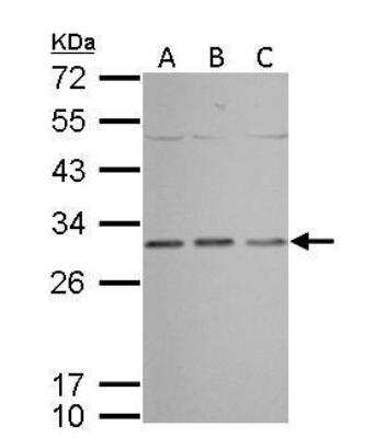Western Blot: Prohibitin Antibody [NBP2-19944]