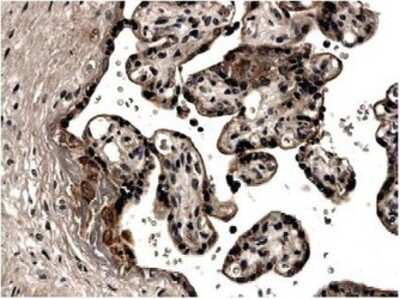 Immunohistochemistry-Paraffin: EG-VEGF/PK1 Antibody (MM0043-2L13) - Azide and BSA Free [NB110-93514]