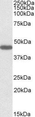 Western Blot: Prokineticin R2/PROKR2 Antibody [NBP1-45218]