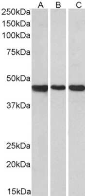 Western Blot: Prokineticin R2/PROKR2 Antibody [NBP1-45218]