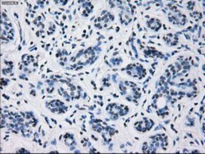 Immunohistochemistry-Paraffin: Prolactin Antibody (OTI6B1) [NBP2-02142]