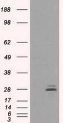 Western Blot: Prolactin Antibody (OTI6B1)Azide and BSA Free [NBP2-73609]