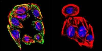 Immunocytochemistry/ Immunofluorescence: Prolactin R Antibody (T6) - Azide and BSA Free [NB300-531]