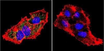 Immunocytochemistry/ Immunofluorescence: Prolactin R Antibody (U5) [NB300-561]