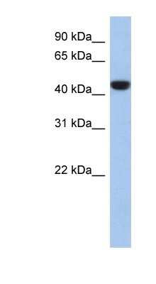 Western Blot: Proline Rich 30 Antibody [NBP1-91464]