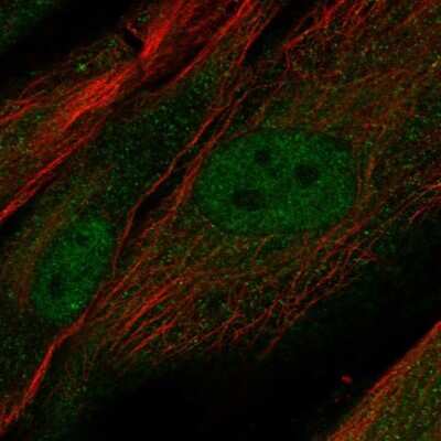 Immunocytochemistry/ Immunofluorescence: Proline rich 16 Antibody [NBP2-13814]