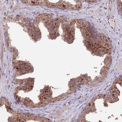 Immunohistochemistry-Paraffin: Proline rich 16 Antibody [NBP2-13814]