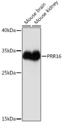 Western Blot: Proline rich 16 AntibodyAzide and BSA Free [NBP3-15526]