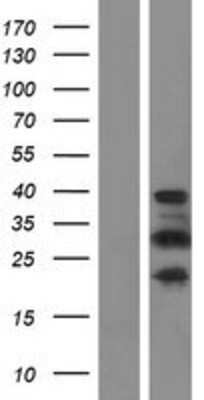 Western Blot: Proline rich 16 Overexpression Lysate [NBP2-07003]