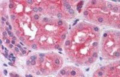 Immunohistochemistry-Paraffin: Prolyl Oligopeptidase/PREP Antibody [NB100-40792]