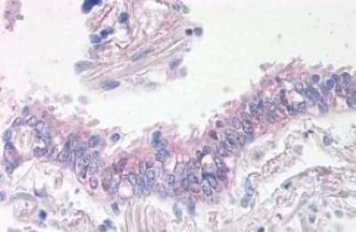 Immunohistochemistry-Paraffin: Prominin 2 Antibody [NBP3-14450]