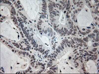 Immunohistochemistry-Paraffin: Prominin 2 Antibody (OTI6B7) [NBP1-47938]
