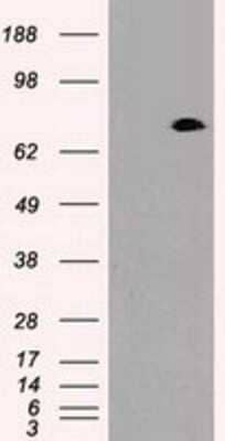 Western Blot: Prominin 2 Antibody (OTI6B7) [NBP1-47938]