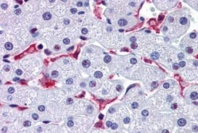 Immunohistochemistry-Paraffin: Prominin 2 Antibody [NBP3-14449]