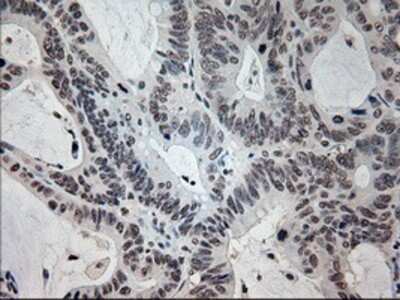 Immunohistochemistry: Prominin 2 Antibody (OTI6B7) - Azide and BSA Free [NBP2-73616]