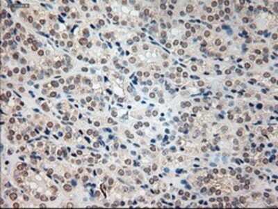 Immunohistochemistry: Prominin 2 Antibody (OTI6B7) - Azide and BSA Free [NBP2-73616]