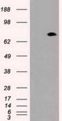 Western Blot: Prominin 2 Antibody (OTI6B7)Azide and BSA Free [NBP2-73616]