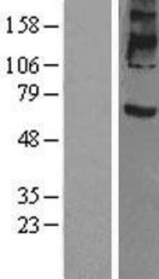 Western Blot: Prominin 2 Overexpression Lysate [NBL1-14811]