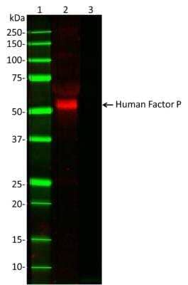 Western Blot: Properdin Antibody (10-18)BSA Free [NB100-64749]