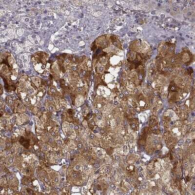 Immunohistochemistry-Paraffin: Proprotein Convertase 2/PCSK2 Antibody [NBP2-48942]