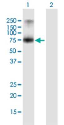 Western Blot: Proprotein Convertase 7/PCSK7 Antibody [H00009159-B01P]