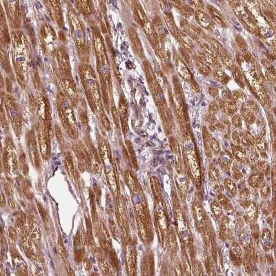 Immunohistochemistry-Paraffin: Prostaglandin E Synthase 2/PTGES2 Antibody [NBP2-58108]