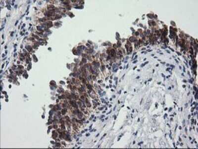 Immunohistochemistry: Prostaglandin E Synthase 2/PTGES2 Antibody (OTI2C3) - Azide and BSA Free [NBP2-73623]