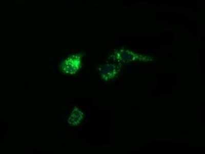 Immunofluorescence: Prostaglandin E Synthase 2/PTGES2 Antibody (OTI2C3) [NBP2-45904]