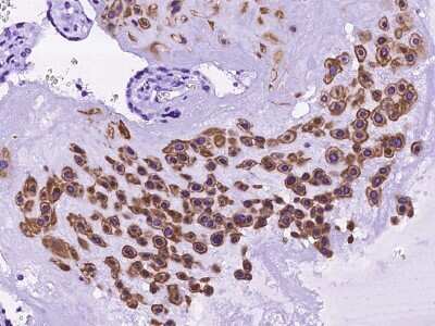 Immunohistochemistry-Paraffin: Prostaglandin E Synthase Antibody [NBP2-99619]