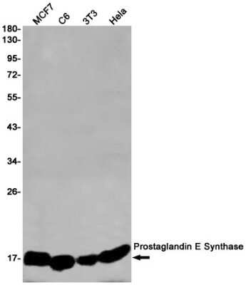 Western Blot: Prostaglandin E Synthase Antibody (S03-8E7) [NBP3-15084]