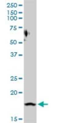 Western Blot: Prostaglandin E Synthase Antibody [H00009536-D01P]