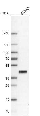 Western Blot: Prostasin/Prss8 Antibody [NBP1-86340]