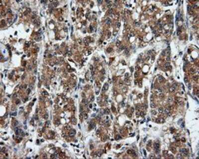 Immunohistochemistry-Paraffin: PSP94/MSMB Antibody (OTI6C7) [NBP2-02450]
