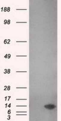 Western Blot: PSP94/MSMB Antibody (OTI6C7) [NBP2-02450]