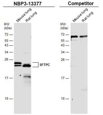 Western Blot: Prosurfactant Protein C Antibody [NBP3-13377]